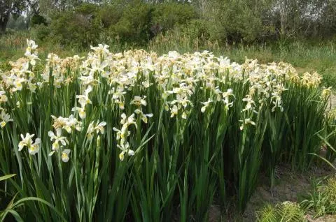 Iris spuria spp orientalis forme blanche /100