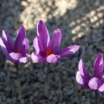 Crocus sativus cashmerianus