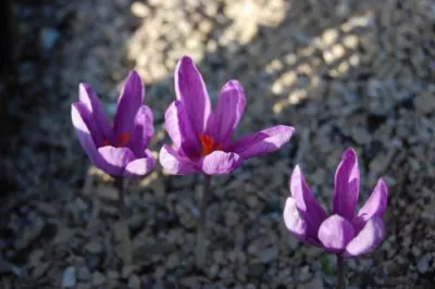 Crocus sativus cashmerianus