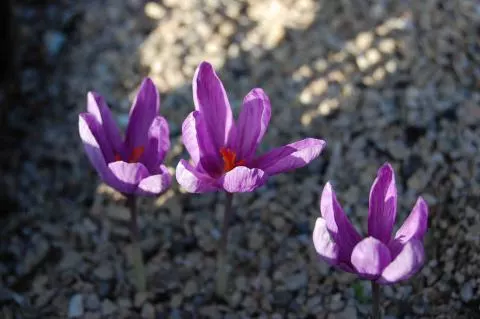 Crocus sativus cashmerianus