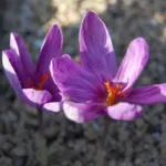 Crocus sativus cashmerianus — photo 2