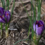 Crocus sativus cashmerianus — photo 3