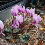 Cyclamen graecum
