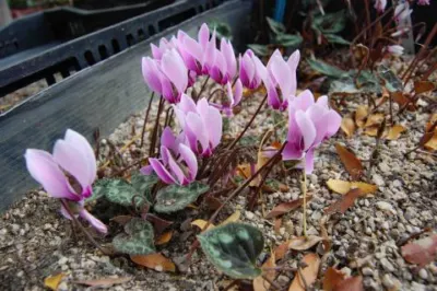 Cyclamen graecum
