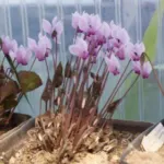 Cyclamen graecum — photo 2