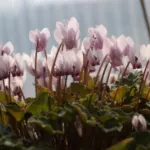 Cyclamen graecum — photo 3