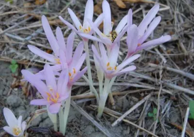 Colchicum autumnale