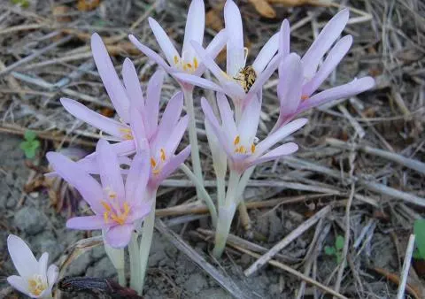 Colchicum autumnale