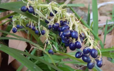 Ophiopogon jaburan