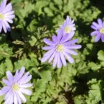 Anemone appenina &lsquo;Petrovac&rsquo;