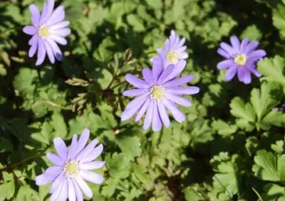 Anemone appenina &lsquo;Petrovac&rsquo;