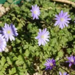 Anemone appenina &lsquo;Petrovac&rsquo; — photo 2