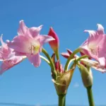 Crinum x powelli rose Aphrodite