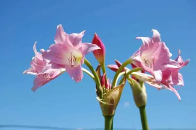 Crinum x powelli rose Aphrodite