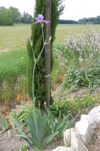 Iris bicapitata