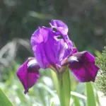 Iris bicapitata — photo 2