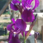 Iris bicapitata — photo 3