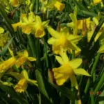 Narcissus cyclamineus hybr Tête à tête (/100b)