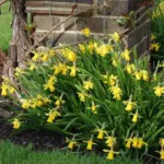 Narcissus cyclamineus hybr Tête à tête (/100b) — photo 2