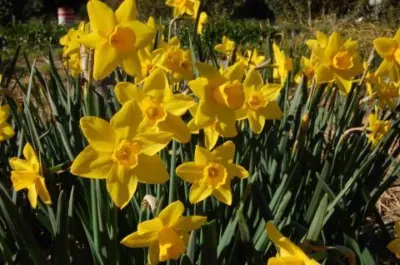 Narcissus odorus x /100