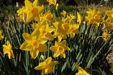 Narcissus odorus x /100