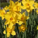 Narcissus odorus x /100 — Narcissus x odorus