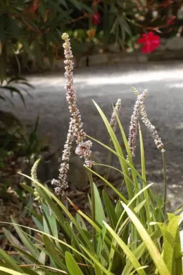 Liriops muscari