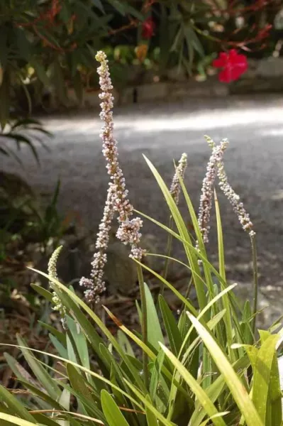 Liriops muscari