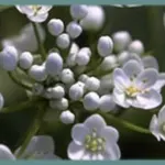 Allium neopolitanum /100