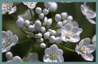 Allium neopolitanum /100