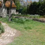 Allium neopolitanum /100 — Allium neopolitanum Ail de Naple
