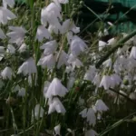 Acis (ex Leucojum) autumnalis (/100)