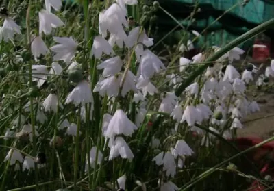 Acis (ex Leucojum) autumnalis (/100)