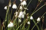Acis (ex Leucojum) autumnalis (/100) — photo 3