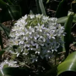 Scilla peruviana alba /100