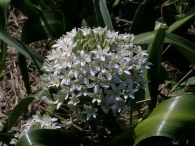 Scilla peruviana alba /100