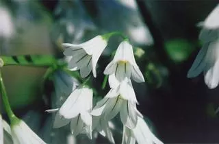 Allium triquetrum /100