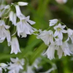 Allium triquetrum /100 — photo 2