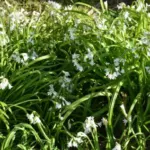 Allium triquetrum /100 — photo 3