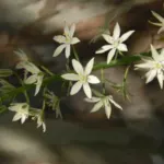 Ornithogalum sp inconnue Peutêtre O. pyrenaicum — photo 2