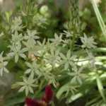 Ornithogalum sp inconnue Peutêtre O. pyrenaicum — photo 3