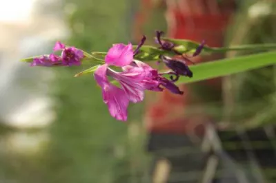 Gladiolus pallustrus