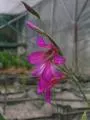 Gladiolus illyricus