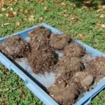 Cyclamen africanum TRÈS GROS TUBERCULES — photo 2