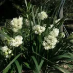 Narcissus tazetta Earlicheer /50