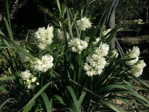 Narcissus tazetta Earlicheer /50