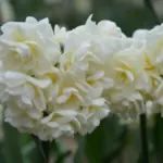 Narcissus tazetta Earlicheer /50 — photo 2