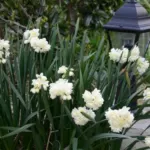 Narcissus tazetta Earlicheer /50 — photo 3