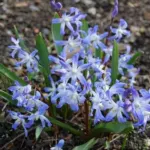 Scilla sardense
