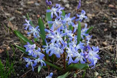 Scilla sardense